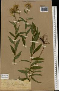 Pentanema salicinum (L.) D. Gut. Larr., Santos-Vicente, Anderb., E. Rico & M. M. Mart. Ort., Восточная Европа, Волжско-Камский район (E7) (Россия)
