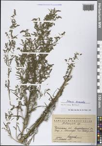 Полынь эстрагон L., Сибирь, Прибайкалье и Забайкалье (S4) (Россия)