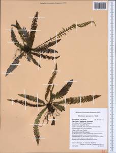 Struthiopteris spicant (L.) Weiss, Западная Европа (EUR) (Великобритания)