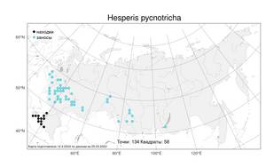 Hesperis pycnotricha, Вечерница густоволосистая Borbás, Атлас флоры России (FLORUS) (Россия)
