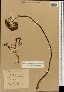 Hylotelephium maximum subsp. ruprechtii (Jalas) Dostál, Кавказ, Абхазия (K4a) (Абхазия)