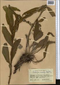 Lindelofia anchusoides subsp. anchusoides, Средняя Азия и Казахстан, Западный Тянь-Шань и Каратау (M3) (Киргизия)