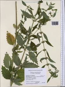 Щетинохвост шандровый (L.) Ehrh. ex Rchb., Западная Европа (EUR) (Болгария)