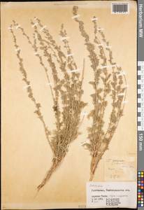 Artemisia tenuisecta Nevski, Средняя Азия и Казахстан, Памир и Памиро-Алай (M2) (Узбекистан)