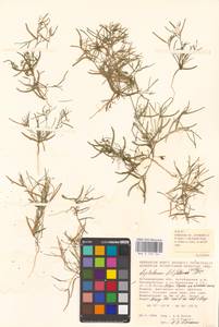 Лепталеум нителистный (Willd.) DC., Восточная Европа, Нижневолжский район (E9) (Россия)