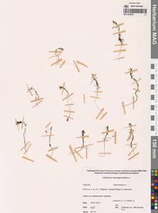 Болотник обоеполый L., Сибирь, Чукотка и Камчатка (S7) (Россия)