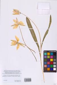 Тюльпан лесной южный (Link) Pamp., Восточная Европа, Московская область и Москва (E4a) (Россия)