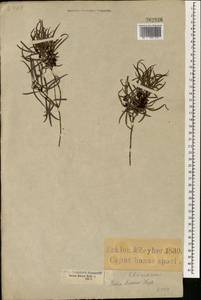 Euclea crispa subsp. linearis (Zeyh. ex Hiern) F.White, Африка (AFR) (ЮАР)