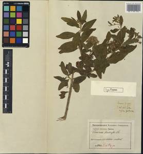 Lepidaploa fruticosa (L.) H. Rob., Зарубежная Азия (ASIA) (Индия)
