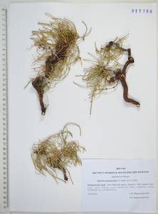 Хвойник односемянный J.G.Gmel. ex C.A.Mey., Сибирь, Дальний Восток (S6) (Россия)