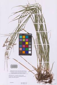 Ожика дубравная (Lam.) Dandy & Wilmott, Восточная Европа, Московская область и Москва (E4a) (Россия)
