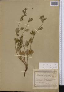 Potentilla ×angarensis Popov, Средняя Азия и Казахстан, Муюнкумы, Прибалхашье и Бетпак-Дала (M9) (Казахстан)