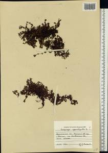 Камнеломка супротивнолистная L., Восточная Европа, Северный район (E1) (Россия)