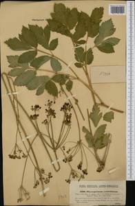 Physospermum verticillatum (Waldst. & Kit.) Vis., Западная Европа (EUR) (Хорватия)