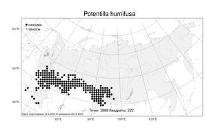 Potentilla humifusa, Лапчатка распростертая Willd. ex D. F. K. Schltdl., Атлас флоры России (FLORUS) (Россия)