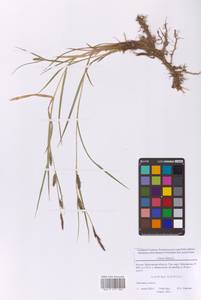 Осока мохнатая, Осока коротковолосистая L., Восточная Европа, Московская область и Москва (E4a) (Россия)