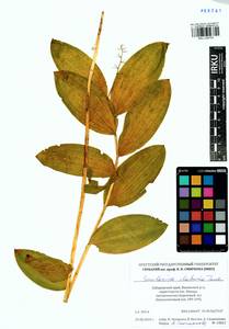 Майник даурский (Turcz. ex Fisch. & C.A.Mey.) LaFrankie, Сибирь, Дальний Восток (S6) (Россия)