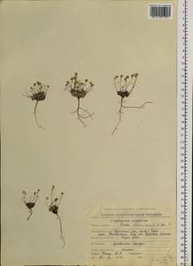 Крупка, Сибирь, Чукотка и Камчатка (S7) (Россия)
