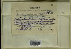 Dicranum scoparium Hedw., Гербарий мохообразных, Мхи - Дальний Восток (без Чукотки и Камчатки) (B20) (Россия)