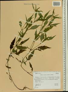 Череда сростнолопастная Muhl. ex Willd., Восточная Европа, Белоруссия (E3a) (Белоруссия)