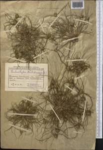 Сыть Микели, Дихостилис Микели (L.) Delile, Средняя Азия и Казахстан, Северный и Центральный Казахстан (M10) (Казахстан)