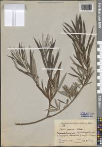 Ива прутовидная, Ива корзиночная L., Восточная Европа, Нижневолжский район (E9) (Россия)