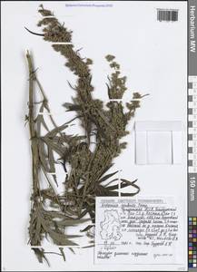 Artemisia vulgaris subsp. vulgaris, Восточная Европа, Волжско-Камский район (E7) (Россия)