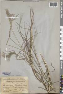 Бородач обыкновенный (L.) Keng, Восточная Европа, Ростовская область (E12a) (Россия)