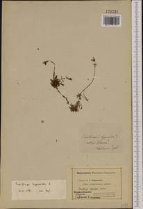 Saxifraga hypnoides L., Западная Европа (EUR) (Неизвестно)