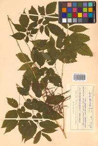 Волжанка двудомная (Walter) Fernald, Сибирь, Дальний Восток (S6) (Россия)