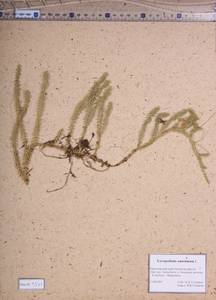 Spinulum annotinum subsp. annotinum, Сибирь, Алтай и Саяны (S2) (Россия)