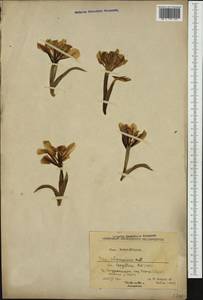 Iris lutescens Lam., Западная Европа (EUR) (Северная Македония)