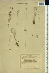 Luzula multiflora subsp. sibirica V. I. Krecz., Сибирь, Дальний Восток (S6) (Россия)