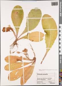 Primula vulgaris subsp. vulgaris, Западная Европа (EUR) (Испания)