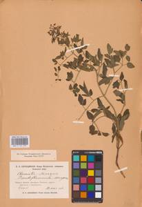 Ломонос чинолистный Besser ex Rchb., Восточная Европа, Ростовская область (E12a) (Россия)