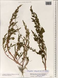 Oxybasis chenopodioides (L.) S. Fuentes, Uotila & Borsch, Зарубежная Азия (ASIA) (Израиль)
