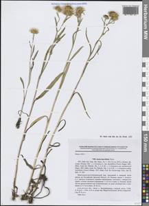 Девясил льнянколистный Turcz., Сибирь, Дальний Восток (S6) (Россия)