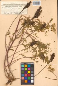 Астрагал Шелихова Turcz., Сибирь, Дальний Восток (S6) (Россия)