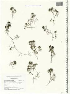 Наяда малая All., Крым (KRYM) (Россия)