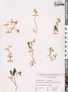 Хохлатка магаданская A.P.Khokhr., Сибирь, Чукотка и Камчатка (S7) (Россия)