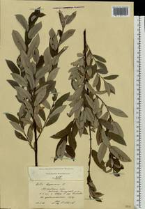 Ива лопарская L., Восточная Европа, Московская область и Москва (E4a) (Россия)