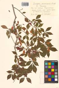 Бересклет крылатый (Thunb.) Siebold, Сибирь, Дальний Восток (S6) (Россия)