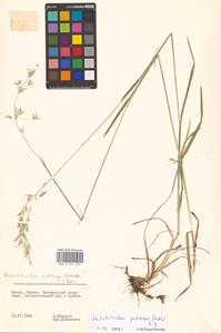 Avenula pubescens (Huds.) Dumort., Восточная Европа, Литва (E2a) (Литва)