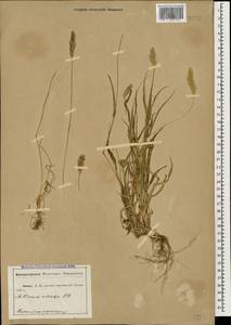 Щетинник зеленый (L.) P.Beauv., Кавказ, Абхазия (K4a) (Абхазия)