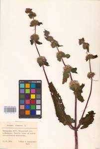 MHA 0 154 214, Зопничек клубненосный (L.) Moench, Восточная Европа, Восточный район (E10) (Россия)