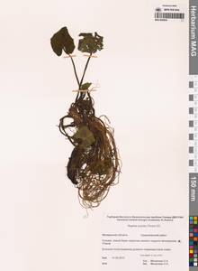 Кубышка малая (Timm) DC., Сибирь, Чукотка и Камчатка (S7) (Россия)