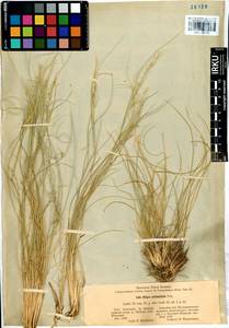 Ковыль восточный Trin., Сибирь, Алтай и Саяны (S2) (Россия)