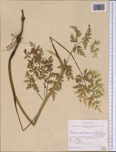 Kreidion chinensis (L.) Raf., Америка (AMER) (США)
