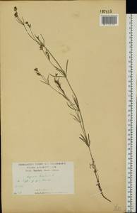 Asperula tinctoria L., Восточная Европа, Центральный лесостепной район (E6) (Россия)