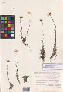 Chrysanthemum zawadzkii subsp. peleiolepis (Trautv.) Zuev, Сибирь, Чукотка и Камчатка (S7) (Россия)